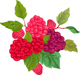 illustration of raspberry, berry, natural food, raspberry branch with leaves 