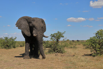 Afrikanischer Elefant / African elephant / Loxodonta africana