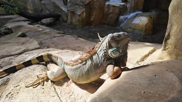 Green iguana basking on a rocky surface in a sunlit natural habitat, displaying reptile wildlife in a serene environment