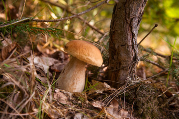 Porcini mushroom growing in pine tree forest at autumn season..