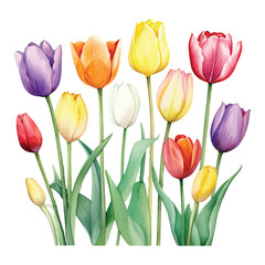 Cute Watercolor tulips pack