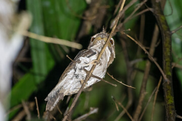 Marbled Frogmouth or Podargus ocellatus seen in Nimbokrang ,West Papua,Indonesia