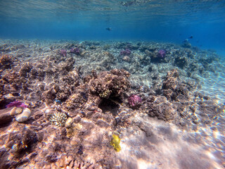Fototapeta na wymiar Blackspotted rubberlip fish or plectorhinchus gaterinus at coral reef..
