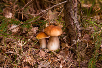 Two porcini mushrooms growing in pine tree forest at autumn season..