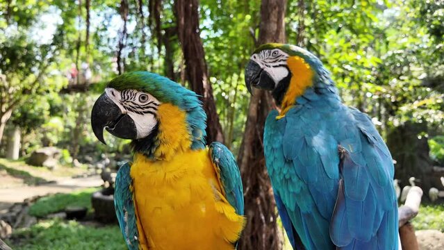 Two vibrant blue-and-yellow macaws perched in a lush green forest setting, showcasing tropical wildlife