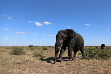 Obraz premium Afrikanischer Elefant / African elephant / Loxodonta africana