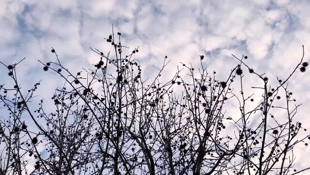 冬空　風に揺れる木の枝と流れる鱗雲