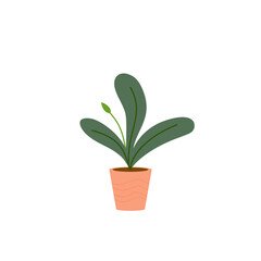 Decorative House Plant
