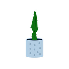 Decorative House Plant