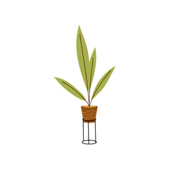 Decorative House Plant