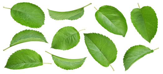 Apple leaf isolated clipping path