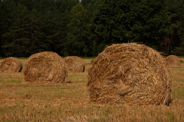 Straw collected in bales on a harvested wheat field, cloudy sky over the field, early autumn
