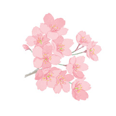 Fototapeta premium 桜の花