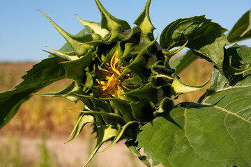 Yellow sunflowers against blue sky. Summer background.