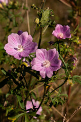 Mallow, musk mallow (Malva moschata), flower in a meadow, medicinal plant, aromatic plant,
