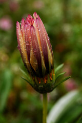 gazania bud with dew drops
