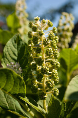 Phytolacca acinosa. Phytolacca acinosa bloom. Inflorescence with green leaves. Indian pokeweed (Phytolacca acinosa) flowering. Herbal plant used for pain relief and has antiasthmatic, antifungal