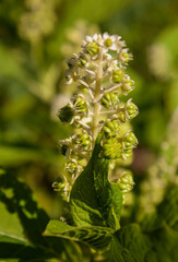 Phytolacca acinosa. Phytolacca acinosa bloom. Inflorescence with green leaves. Indian pokeweed (Phytolacca acinosa) flowering. Herbal plant used for pain relief and has antiasthmatic, antifungal