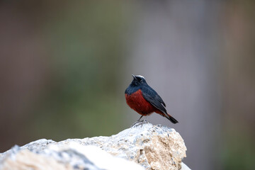 White capped Redstart 