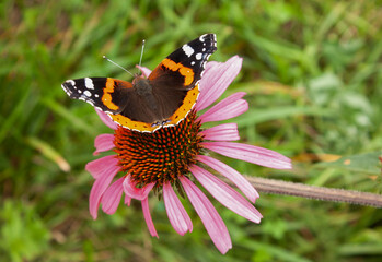 Red admiral on echinacea purpurea