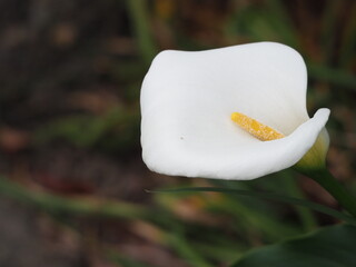 白い花　カラー