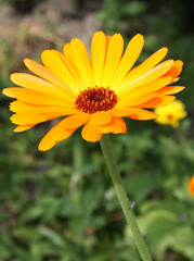 Yellow calendula flower close up. Growing medicinal plants in home garden. Summer natural background.