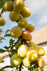 Plum tree branch with ripe fruits in the garden 