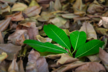 Green leaves on a pile of dry leaves.