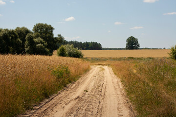 Fototapeta na wymiar sandy road and dried yellow grass in hot August. Scene of midday sun on a field, rural life. scenery. August heat, the earth is waiting for rain 