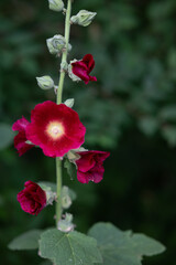 Flowering common hollyhock (Alcea rosea) plants with dark red flowers in summer garden