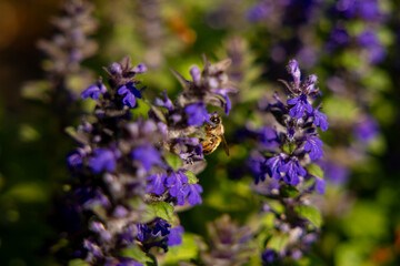 Pollinator bee on blue Bugle wildflower. Insect pollination moment outdoors in spring. Beautiful natural landscape.