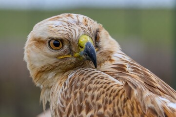 Long-legged Buzzard (Buteo rufinus) is a bird of prey, common in Asia, Europe, and Africa.