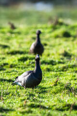 Brent Goose, Branta bernicla, feeding birds on Marshes at winter time