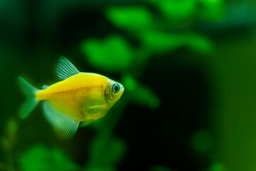 Ternetia aquarium fish close-up, freshwater aquarium 