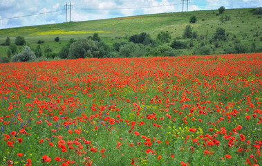 poppy field in summer