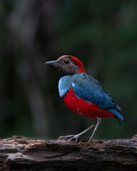 Papuan pitta or Erythropitta macklotii seen in Nimbokrang, West Papua, Indonesia