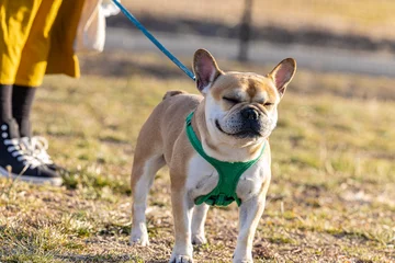 Fotobehang Franse bulldog 変顔　フレンチブルドック