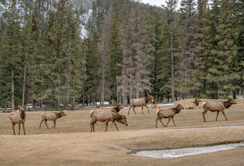 Elk Herd (Cervus canadensis) grazing on grass at a golf course in Banff National Park, Canada