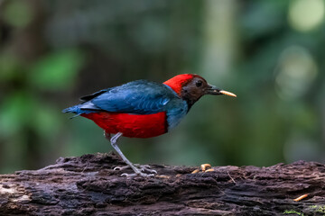 Papuan pitta or Erythropitta macklotii seen in Nimbokrang, West Papua, Indonesia
