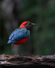 Papuan pitta or Erythropitta macklotii seen in Nimbokrang, West Papua, Indonesia