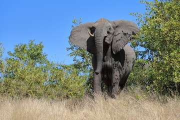 Obraz premium Afrikanischer Elefant / African elephant / Loxodonta africana..