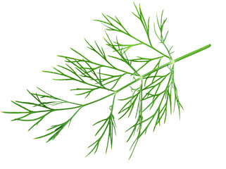 Obraz premium Green dill leaves isolated on white background.