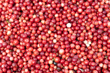 Abstract background from fresh cowberry. Close up.