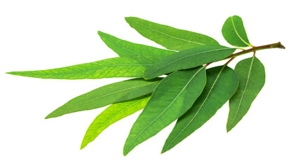 Branch of fresh green Eucalyptus leaves isolated on white background. File contains clipping path.