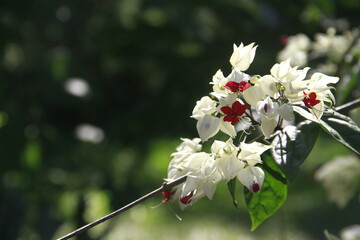 Flores blancas
