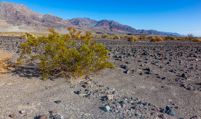 Arid drought-resistant desert vegetation in the dry hot rocky Mojave Desert of California in Death...