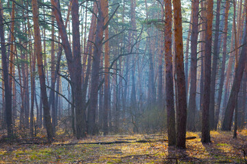 early morning spring forest glade in blue mist