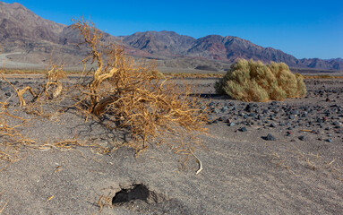 Dry vegetation and dead trees in the dry hot rocky Mojave Desert in California near Death Valley NP
