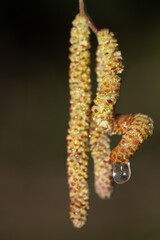 Close-up of hazelnut blossoms in January. The cones are covered with frozen water on the outside. A frozen drop hangs down. The flowers are about to open.