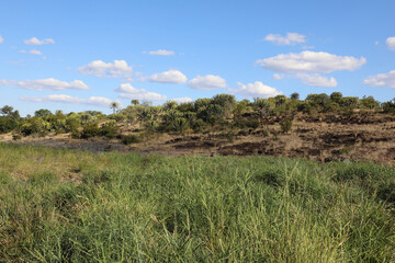 Afrikanischer Busch - Krügerpark - Tsendze River / African Bush - Kruger Park - Tsendze River /